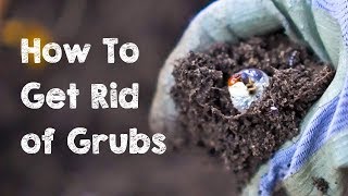 How to Get Rid of Grubs [upl. by Hocker73]