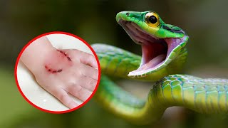 10 Most Venomous Snakes in the World [upl. by Mathilda]