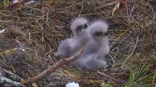 Bald Eagle Eggs Hatch At NEFL Eagle Cam [upl. by Artied197]