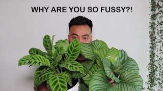 How To Care For Calathea  Houseplant Care Tips [upl. by Eixid]