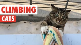 Climbing Cats  Funny Cat Compilation 2017 [upl. by Devol]