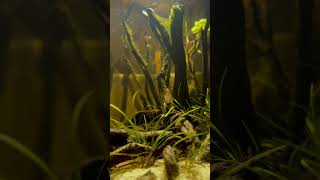 Biotope Aquarium  Ucayali River [upl. by Heisel]