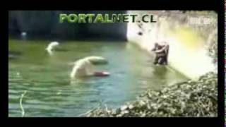 Polar Bear Attacks Woman At Berlin Zoo exclusive full version [upl. by Ahsinaj]