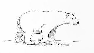 Polar bear drawing tutorial [upl. by Irelav262]