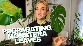 How to Propagate a Monstera  The RIGHT Way to Cut Your Monstera Leaves and Grow Roots in Water [upl. by Goraud546]