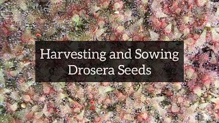 Harvesting and Sowing Drosera Seeds  SubTropical Sundews [upl. by Nancy]