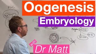 Oogenesis  Embryology [upl. by Llebana]