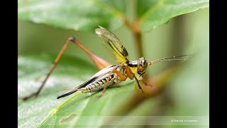 How does Cricket Nisitrus vittatus Make Sound [upl. by Araek]