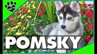 Pomeranian Husky Dogs 101  The Pomsky [upl. by Latimore]