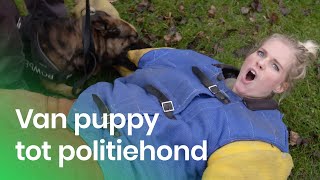 De training van een politiehond  Het Klokhuis [upl. by Sire]