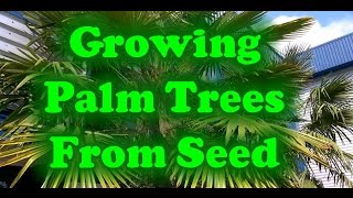 How To Grow Palm Trees From Seed [upl. by Wolk]