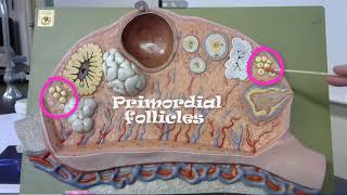 anatomy practical exam model of the ovary [upl. by Alberto]