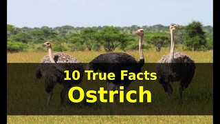 10 True Facts about Ostrich for Kids with audio [upl. by Noillid876]