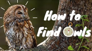 How to find owls [upl. by Selene]