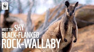 Meet The Shy BlackFlanked RockWallaby  WWFAustralia [upl. by Ahsiekim]