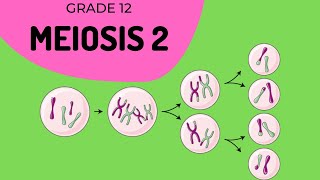 Meiosis 2  Formation of gametes [upl. by Ronalda]