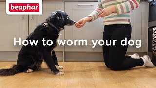 Beaphar  How to worm your dog [upl. by Diley]