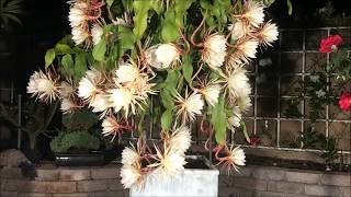 Epiphyllum oxypetalum Queen of the Night  月下美人） Super Bloom Time Lapse [upl. by Bluefarb664]