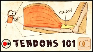 The Basic Science of Tendons amp Tendinitis [upl. by Hayton]