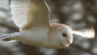 SlowMo Barn Owl in Flight  Unexpected Wilderness  BBC Earth [upl. by Wooldridge]