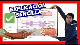 ✔️ MIOFIBRILLA y SARCOMERO CONTRACCION MUSCULAR en español❗explicación [upl. by Mitchael]