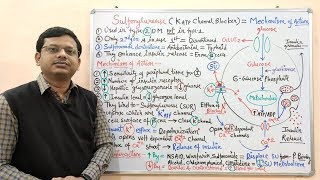 Diabetes Mellitus Part10 Mechanism of Action of Sulfonylurease  Antidiabetic Drugs  Diabetes [upl. by Colver683]