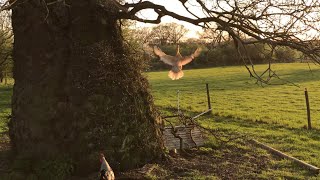 Chickens Flying Up To Roost In Tree [upl. by Calandra]