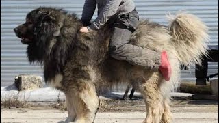 TOP TEN Caucasian Shepherd Studs In The WORLD🔥 [upl. by Reinaldo]