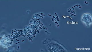 Immune Cells Eating Bacteria Phagocytosis [upl. by Den]