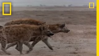 Hyena vs Cape Buffalo  National Geographic [upl. by Marcelo]