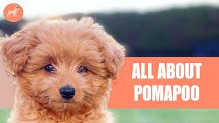 The Pomerenian Toy Poodle Mix Pomapoo Everything You Need To Know About [upl. by Schroer]