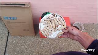 Preserving Witchetty Grubs For Fishing Bait [upl. by Ative]