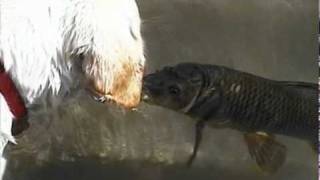 DOG amp FISH KISS amp SWIM TOGETHER ORIGINAL [upl. by Bodi]