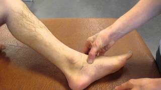 Navicular Tuberosity Ankle Palpation [upl. by Ophelie]