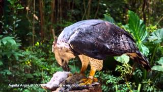 Águila Arpía  Harpy Eagle [upl. by Assirram729]