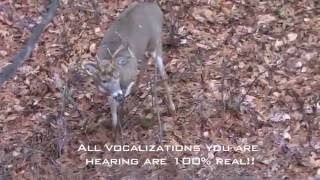 Incredible Whitetail Buck Vocalizations  The Management Advantage [upl. by Iorgo]