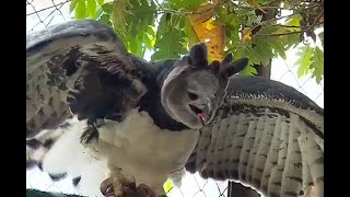 Águila arpía es la imagen de la Fuerza Aérea colombiana  Noticias Caracol [upl. by Kamp417]