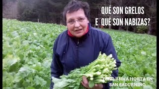 Qué son grelos e qué son nabizas Teño unha horta en San Sadurniño [upl. by Him]