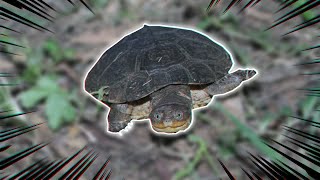 TUTO TORTUE  TOUT SUR LA TORTUE PELOMEDUSA 🐢 [upl. by Ynnek742]