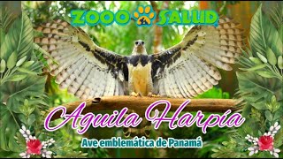 AGUILA HARPIA DE PANAMÁ [upl. by Pascal109]