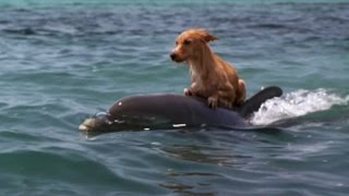 DOLPHIN amp DOG SPECIAL FRIENDSHIP  Vangelis Song Of The Seas [upl. by Ohs]