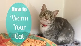 How to Worm Your Cat Like the Vets [upl. by Coady]