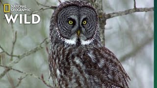 Owls Have Superior Senses  Nat Geo WILD [upl. by Nwahsir]