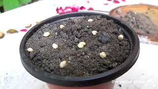 How to grow Roses from seeds  advanced method [upl. by Eiramanna529]