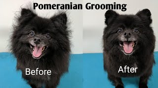 Pomeranian Grooming [upl. by Caria766]