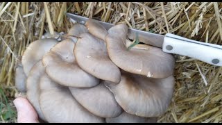 PART 3 Grow Mushrooms in a Straw Bale [upl. by Gualtiero191]