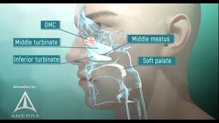 Tour of the Nasal Passage  3D animation [upl. by Relly]