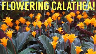 Calathea Crocata Tassmania Care Guide and Species Spotlight  Eternal Flame [upl. by Alorac]