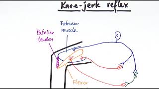 A2 Biology  Reflexes OCR A Chapter 138 [upl. by Aserehc]