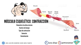 Fisiología Músculo esquelético  Mecanismo de contracción muscular  Parte 1 [upl. by Hassi]